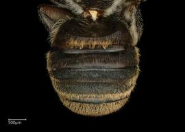   Megachile microsomanbsp; ?male abdomen, photo: Chelsey Ritner 
